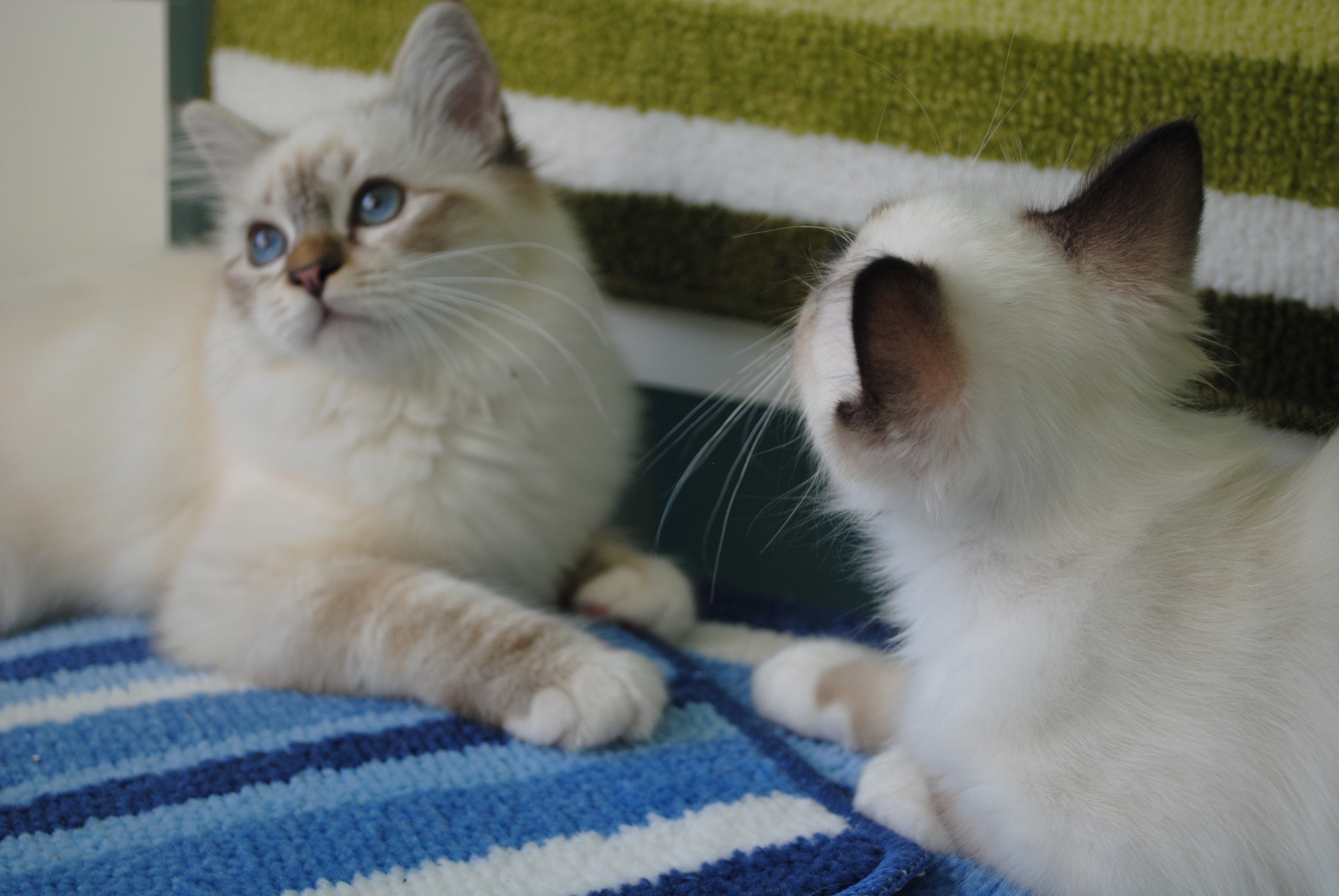 Порода кошек бирма питомник