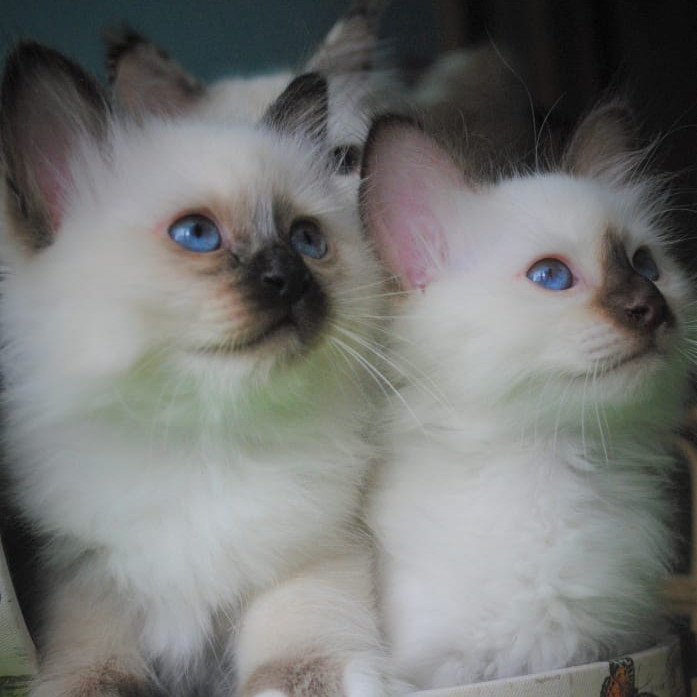 Кошки бирманской породы питомник
